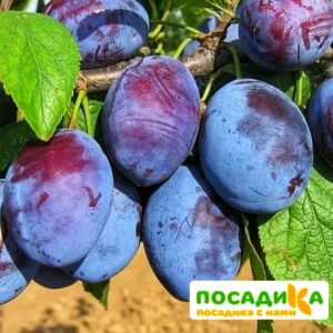 Слива Чачакская ранняя купить по цене от 229.00р. в интернет-магазине «Посадика» с доставкой почтой в в Купиное и по всей России – [изображение №1].