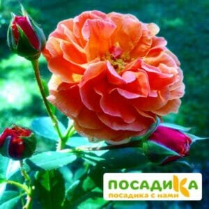 Роза Арабия купить по цене от 350.00р. в интернет-магазине «Посадика» с доставкой почтой в в Купиное и по всей России – [изображение №1].