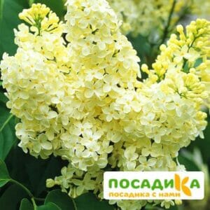 Сирень Примроуз (Primrose) купить по цене от 529.00р. в интернет-магазине «Посадика» с доставкой почтой в в Купиное и по всей России – [изображение №1].