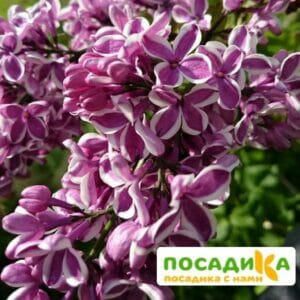 Сирень Сенсация купить по цене от 529.00р. в интернет-магазине «Посадика» с доставкой почтой в в Купиное и по всей России – [изображение №1].