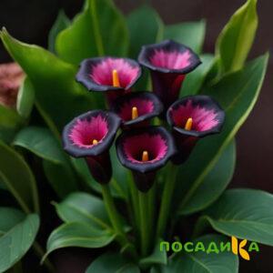 Калла Аура Лейс купить по цене от 400р. в интернет-магазине «Посадика» с доставкой почтой в в Купиное и по всей России – [изображение №1].
