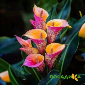 Калла Оникс купить по цене от 450р. в интернет-магазине «Посадика» с доставкой почтой в в Купиное и по всей России – [изображение №1].