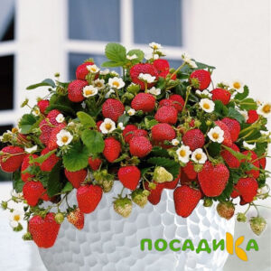Клубника Рубиновый Шепот (горшечная) купить по цене от 240р. в интернет-магазине «Посадика» с доставкой почтой в в Купиное и по всей России – [изображение №1].