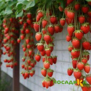 Клубника вьющаяся Комплимент купить по цене от 470р. в интернет-магазине «Посадика» с доставкой почтой в в Купиное и по всей России – [изображение №1].
