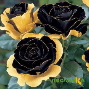 Роза Ханни Сикл купить по цене от 700р. в интернет-магазине «Посадика» с доставкой почтой в в Купиное и по всей России – [изображение №1].
