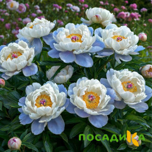 Пион акварельный Этюд купить по цене от 806р. в интернет-магазине «Посадика» с доставкой почтой в в Купиное и по всей России – [изображение №1].