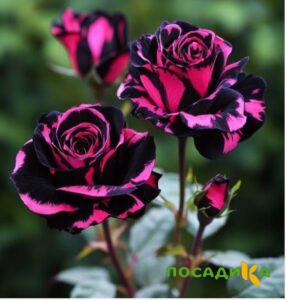 Роза Багровый Шепот купить по цене от 366р. в интернет-магазине «Посадика» с доставкой почтой в в Купиное и по всей России – [изображение №1].