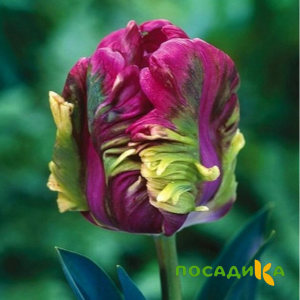 Тюльпан Экзотик Хэвен купить по цене от 186р. в интернет-магазине «Посадика» с доставкой почтой в в Купиное и по всей России – [изображение №1].