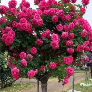 Роза Версаля купить по цене от 232р. в интернет-магазине «Посадика» с доставкой почтой в в Купиное и по всей России – [изображение №1].