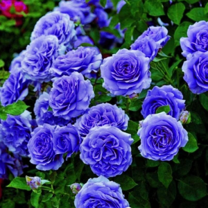 Роза Блю Мун купить по цене от 450р. в интернет-магазине «Посадика» с доставкой почтой в в Купиное и по всей России – [изображение №1].