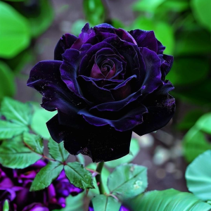 Роза Блэк Пантер купить по цене от 319р. в интернет-магазине «Посадика» с доставкой почтой в в Купиное и по всей России – [изображение №1].