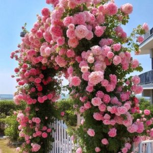 Роза Пастель Розе купить по цене от 605р. в интернет-магазине «Посадика» с доставкой почтой в в Купиное и по всей России – [изображение №1].