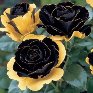 Роза Ханни Сикл купить по цене от 700р. в интернет-магазине «Посадика» с доставкой почтой в в Купиное и по всей России – [изображение №1].