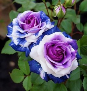 Роза Айвори Каскад купить по цене от 420р. в интернет-магазине «Посадика» с доставкой почтой в в Купиное и по всей России – [изображение №1].