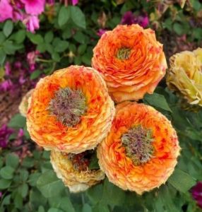 Роза Золотой Мираж купить по цене от 420р. в интернет-магазине «Посадика» с доставкой почтой в в Купиное и по всей России – [изображение №1].