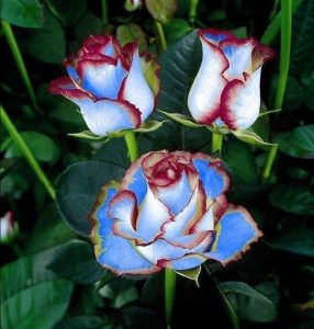 Роза Сафайер Пэтл купить по цене от 450р. в интернет-магазине «Посадика» с доставкой почтой в в Купиное и по всей России – [изображение №1].